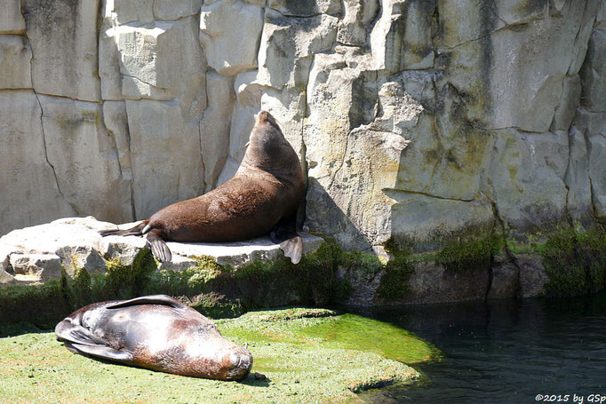 Südafrikanischer Seebär (Zwergseebär)