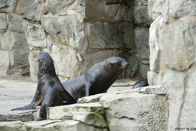 Südafrikanischer Seebär (Zwergseebär)