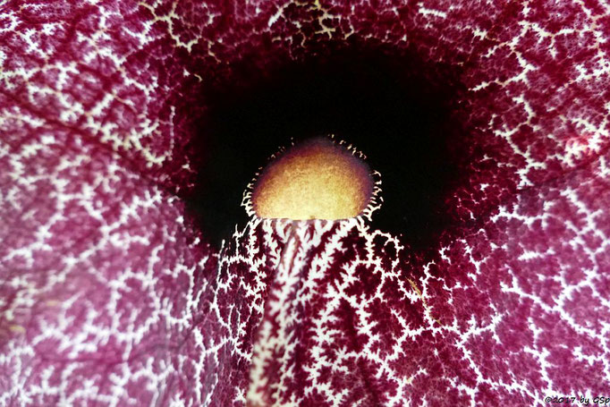 Riesen-Pelikanblume, Pfeifenblume (Aristolochia Gigantes)