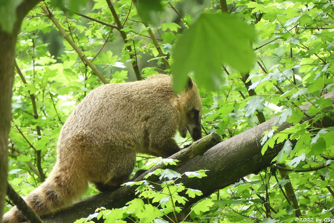 Roter Nasenbär (Gewöhnlicher Nasenbär, Südamerikanischer Nasenbär)