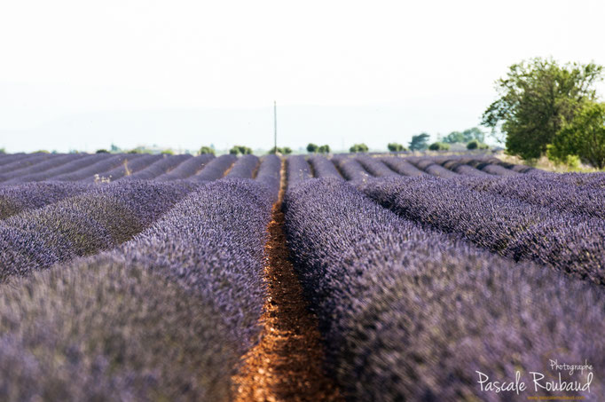 Valensole