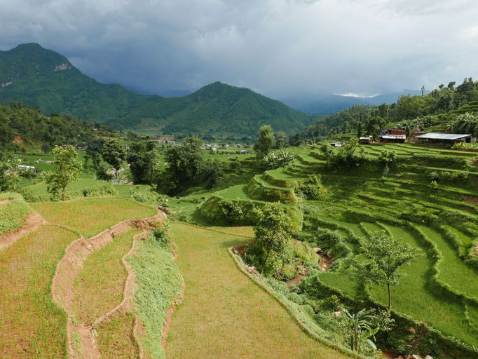 Wunderschöne Landschaft mit grünen Reisfeldern und den Bergen des Himalaya im Hintergrund. 