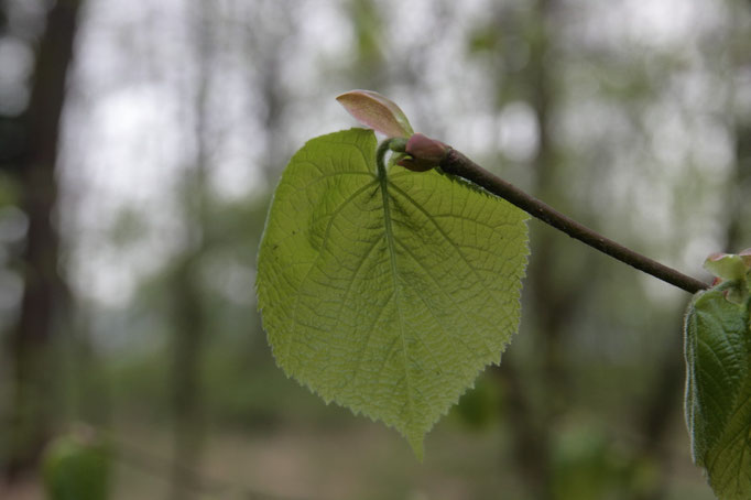 listy Lípa velkolistá