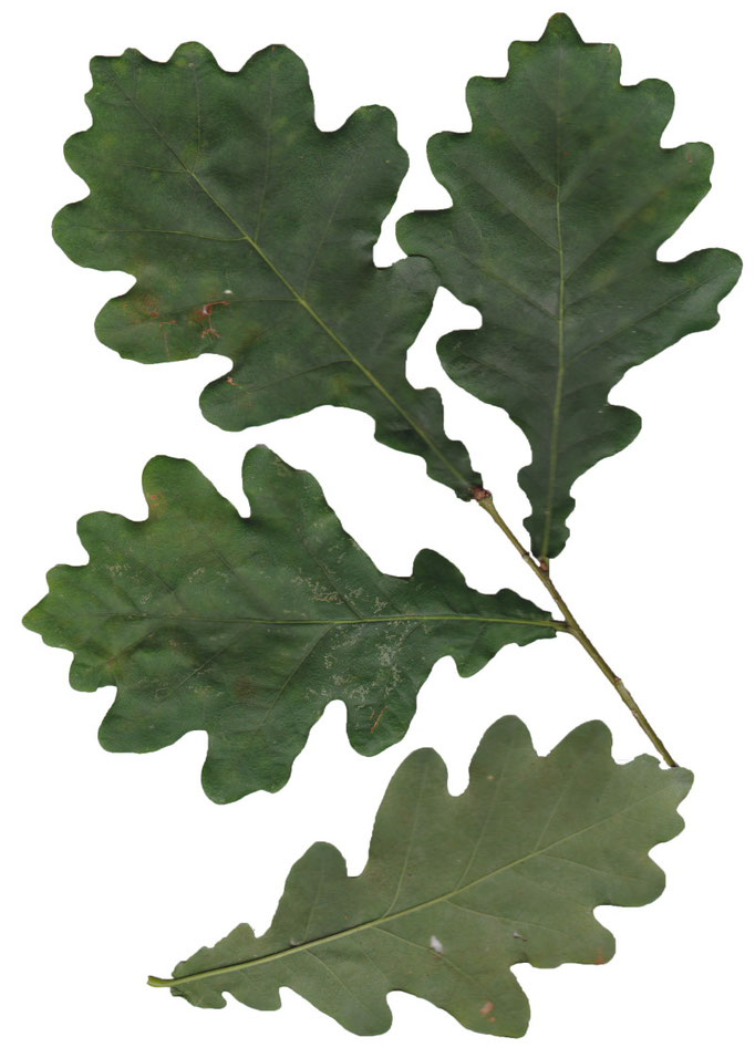 Blätter Stiel-Eiche