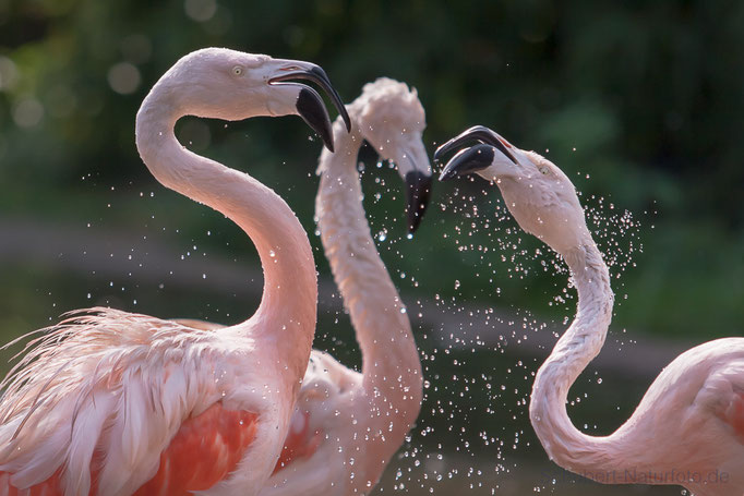 Flamingos