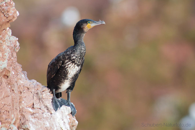 Kormoran