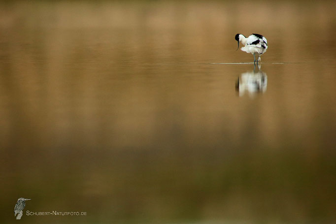 Säbelschnäbler; Texel/NL