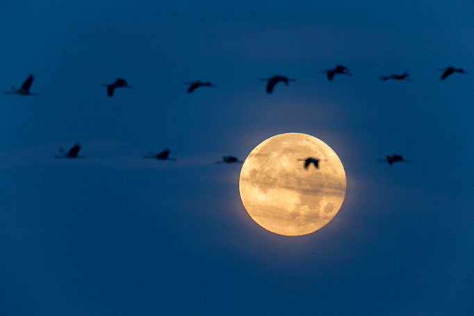 Mond mit Kranichen