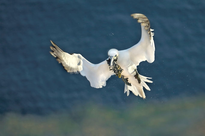 Basstölpel (Helgoland)