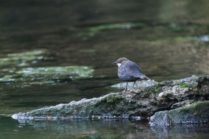 Wasseramsel