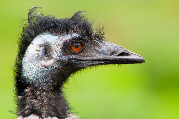 Emu