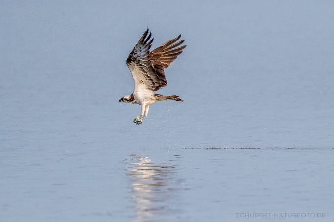 Fischadler nach erfolgloser Jagd