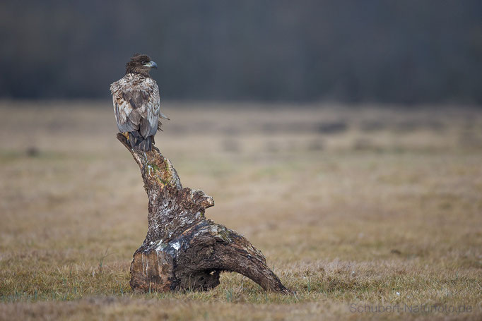 Seeadler