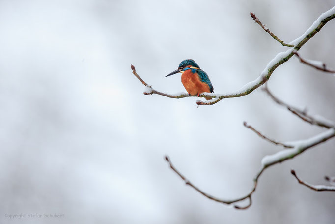 Eisvogel auf seiner Ansitzwarte