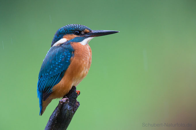 Eisvogel