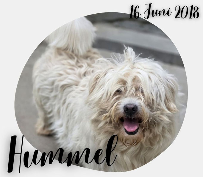 Hummel