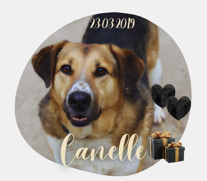 Canelle