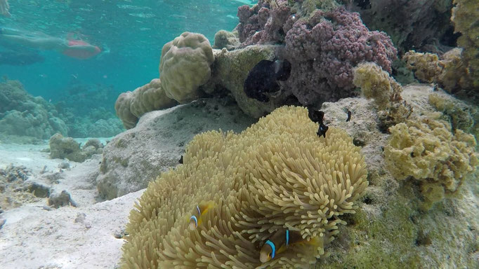 We found Nemo!!!!
