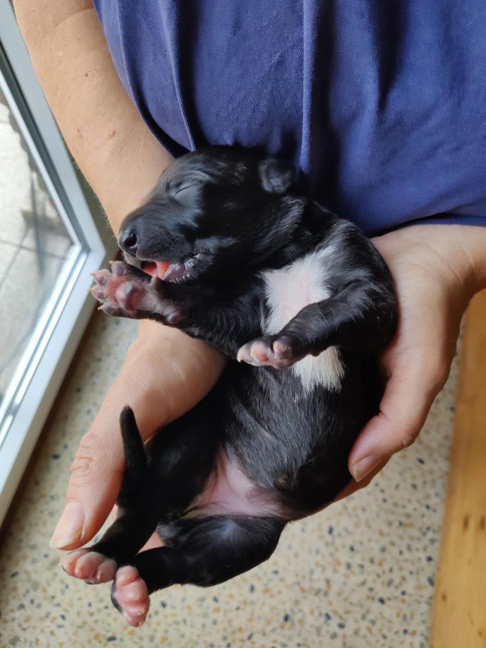 Hündin White Feet
