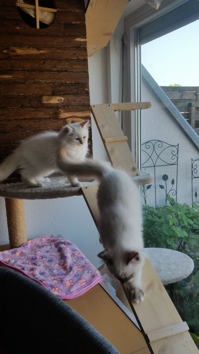 Martina Huber Hobbyzucht Heilige Birma Die