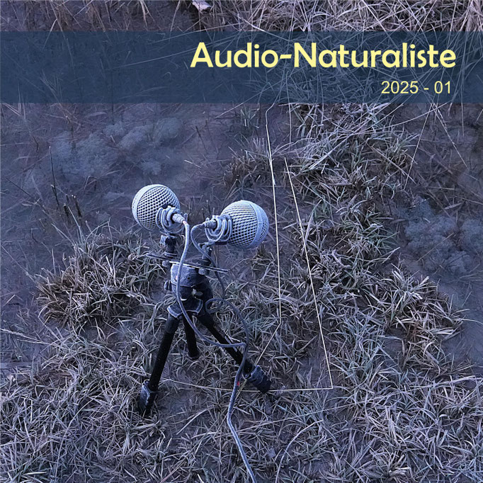 Audio-Naturaliste 2025-01