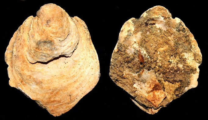 Ostrea edulis, calcareniti di Tarquinia (VT)