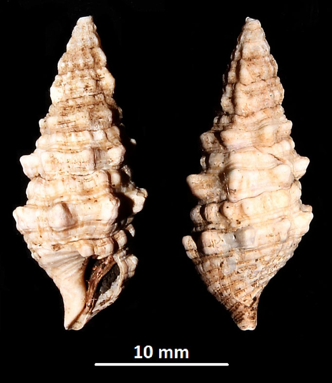 Cerithium vulgatum, Macchia della Turchina (Monteromano, VT)