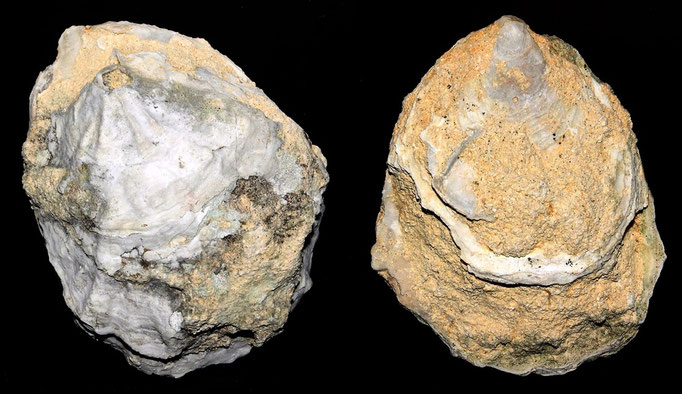 Ostrea edulis, calcareniti di Tarquinia (VT)