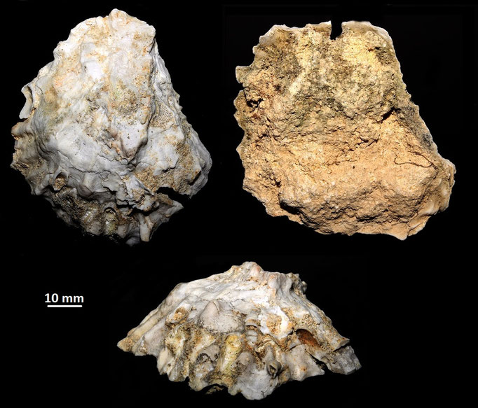 Ostrea edulis, calcareniti di Tarquinia (VT)
