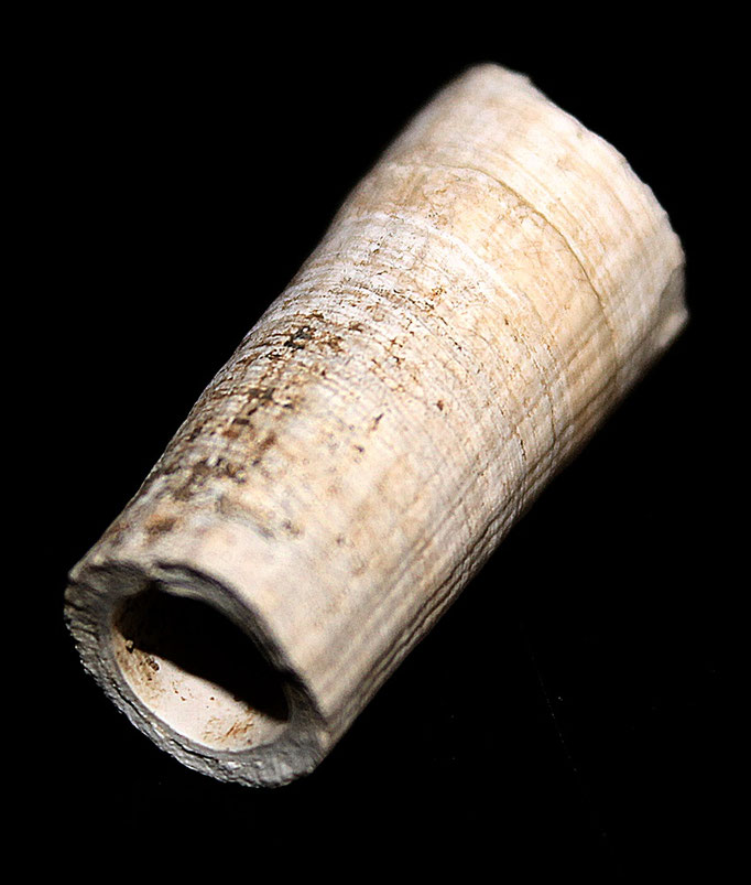 Frammento di Dentalium rectum, Quattro Castella (RE)