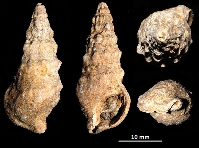 Cerithium vulgatum, Macchia della Turchina (Monteromano, VT)