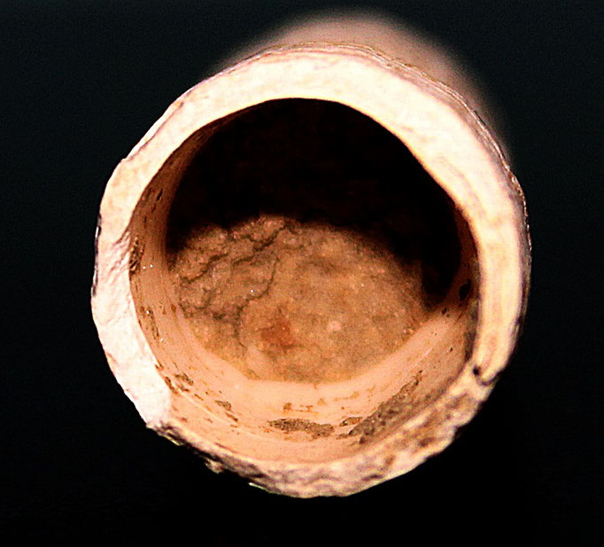 Sezione di Dentalium rectum, Quattro Castella (RE)