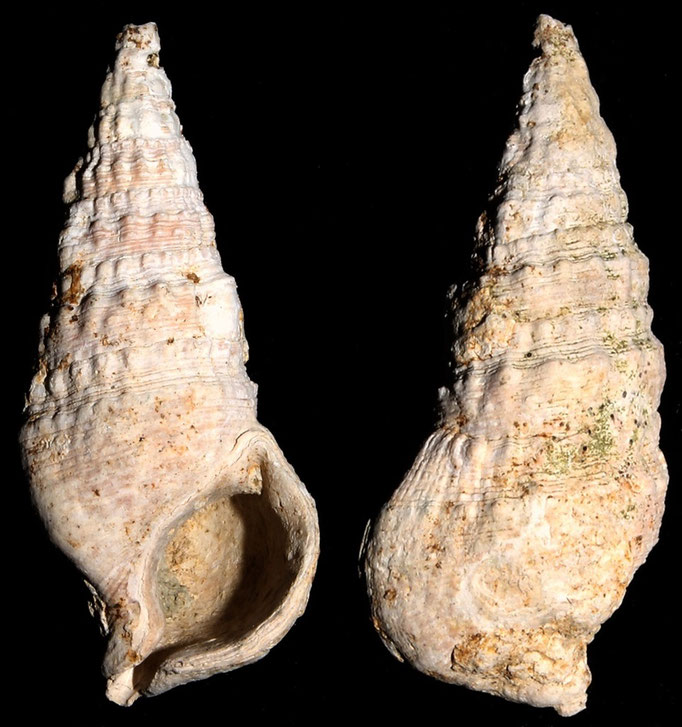 Cerithium vulgatum, Macchia della Turchina (Monteromano, VT)