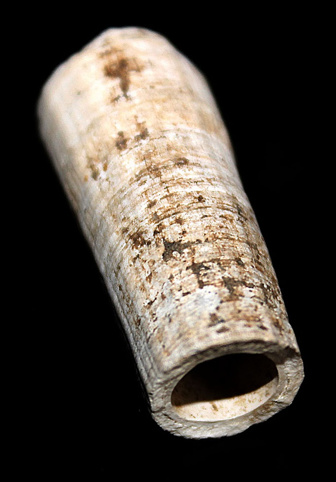Frammento di Dentalium rectum, Quattro Castella (RE)
