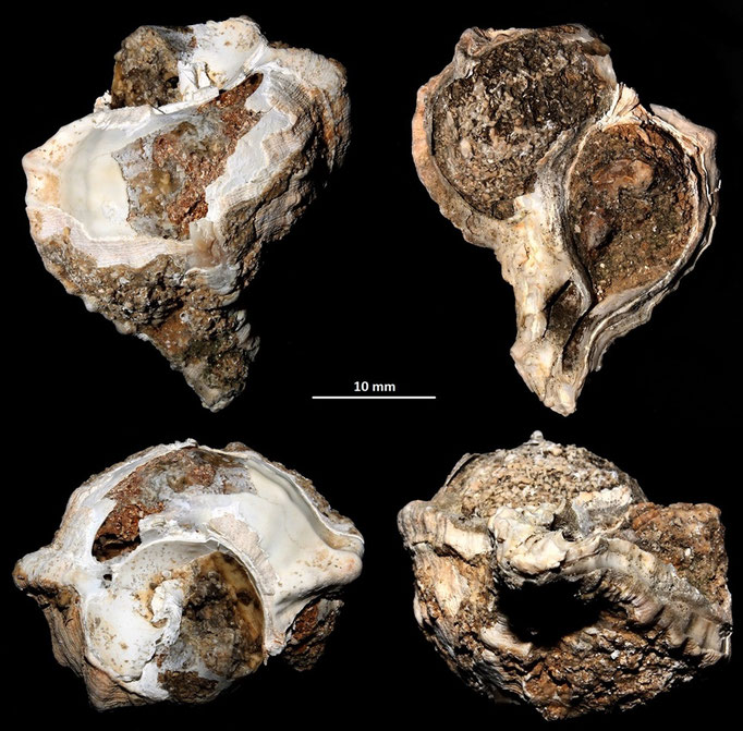 Hexaplex trunculus? Sant'Agostino (Civitavecchia, RM)