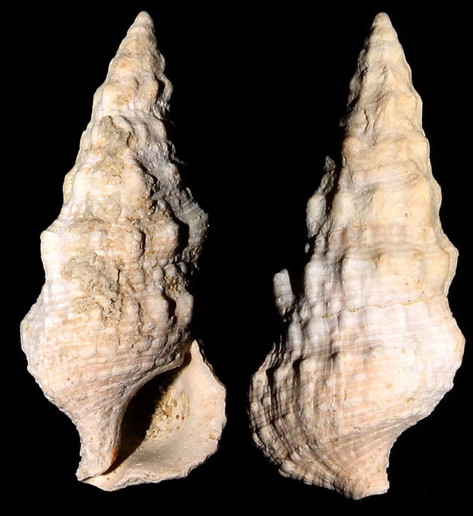 Cerithium vulgatum, Macchia della Turchina (Monteromano, VT)