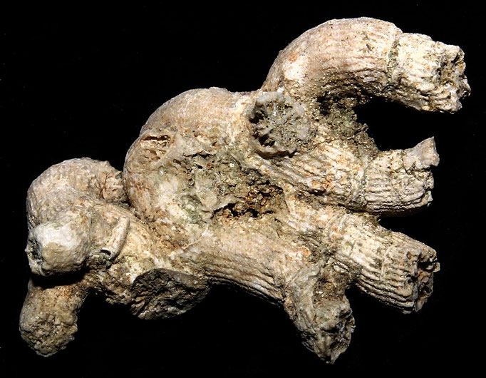 Cladocora caespitosa, Macchia della Turchina (Monteromano, VT)