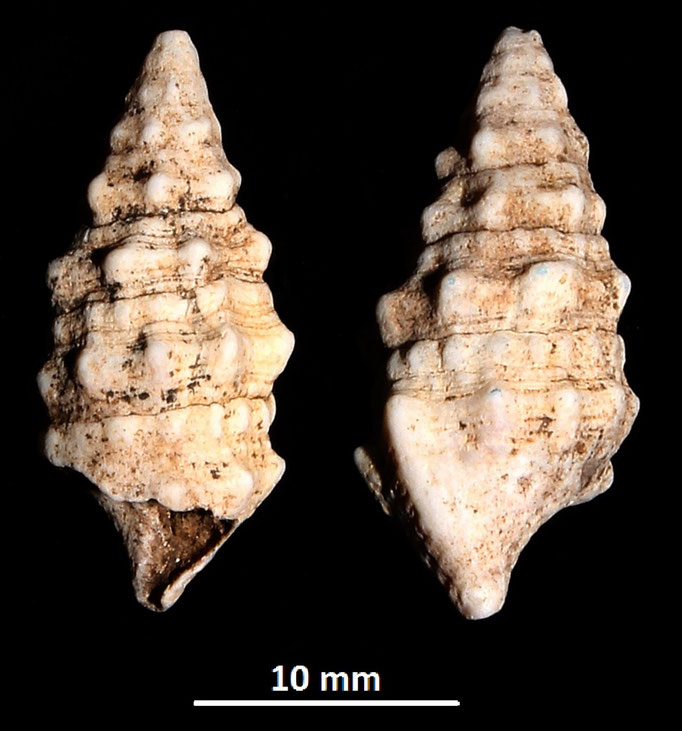Cerithium vulgatum, Macchia della Turchina (Monteromano, VT)