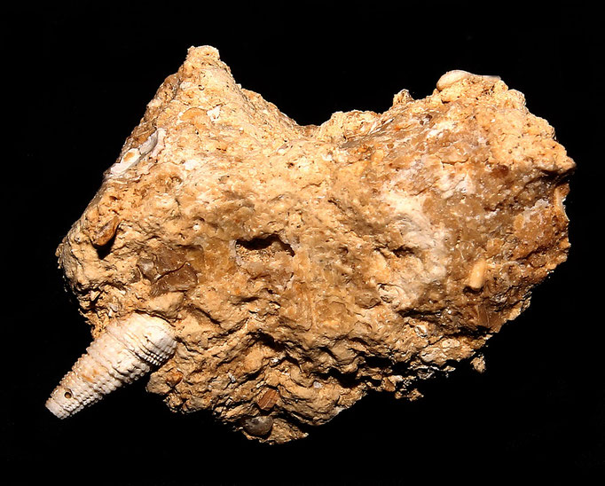 Bittium latreilli, Sant'Agostino (Civitavecchia, RM)