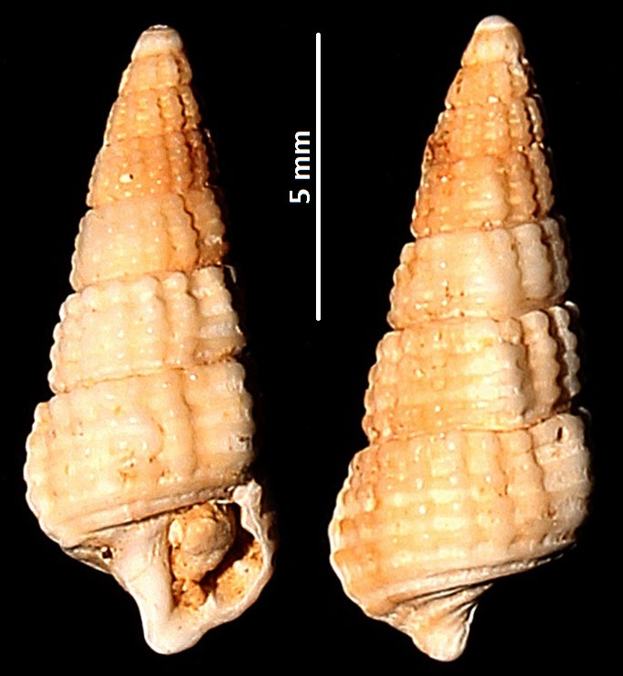 Bittium latreilli, Sant'Agostino (Civitavecchia, RM)