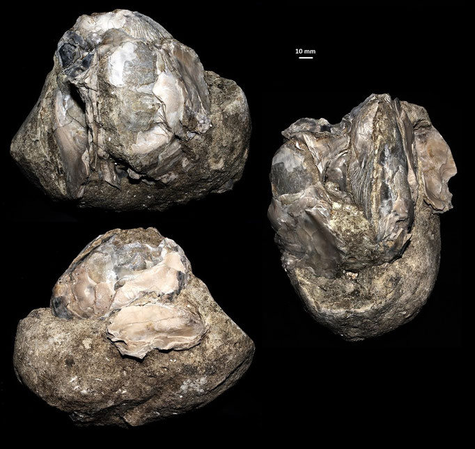 Ostrea edulis, calcareniti di Tarquinia (VT): gruppo di 10-11 esemplari in connessione