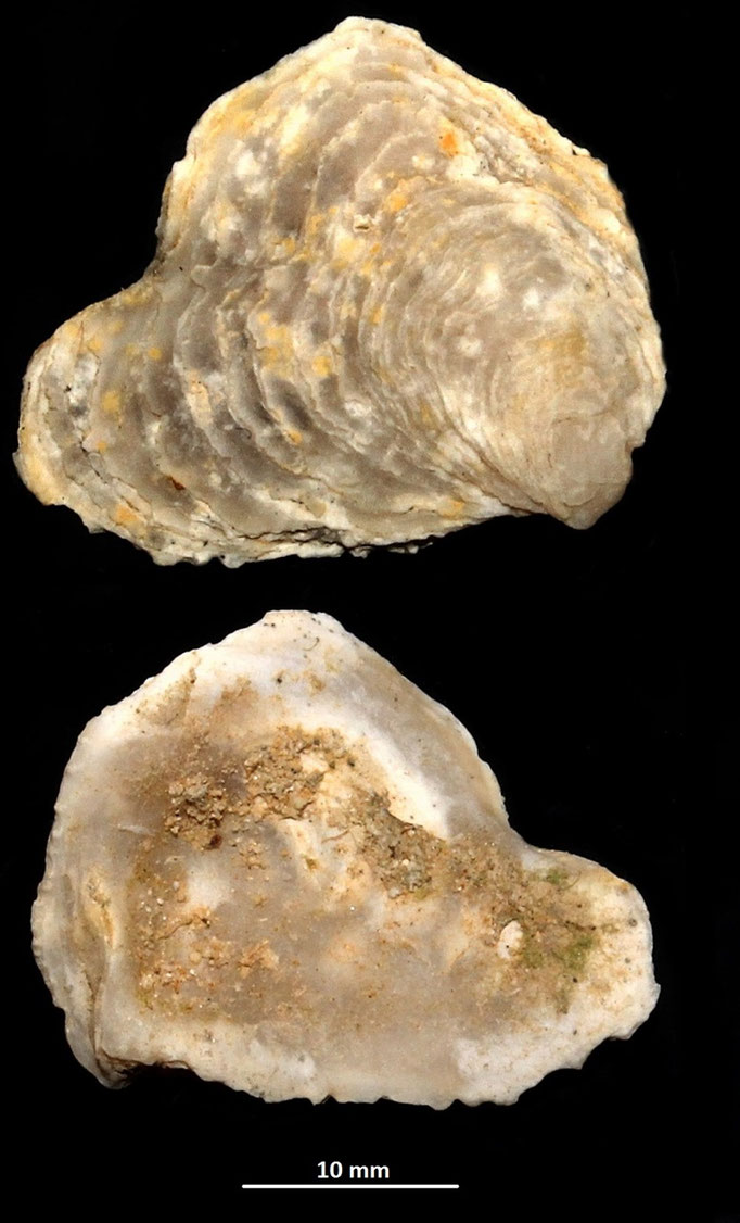 Ostrea edulis, sabbie a echinodermi di Tarqunia (VT)