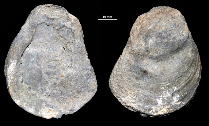 Ostrea edulis, calcareniti di Tarquinia (VT)