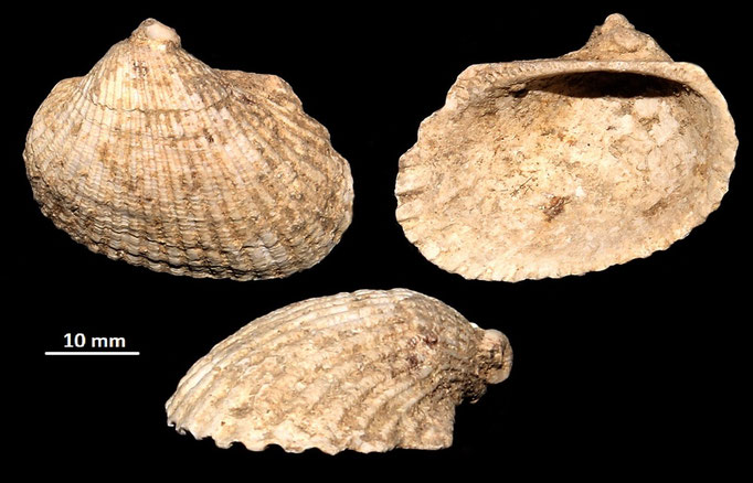 Anadara darwini, Macchia della Turchina (Monteromano, VT)