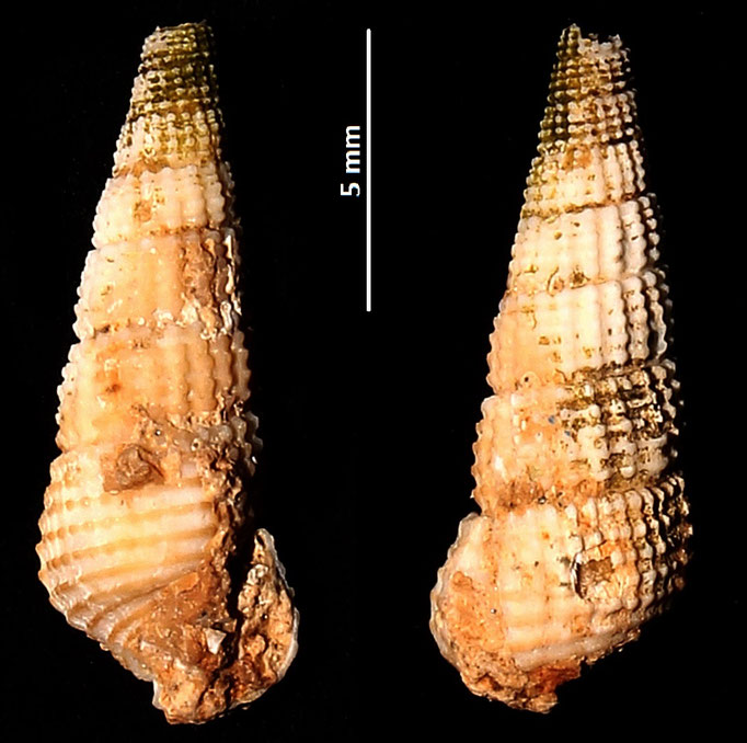 Bittium latreilli, Sant'Agostino (Civitavecchia, RM)