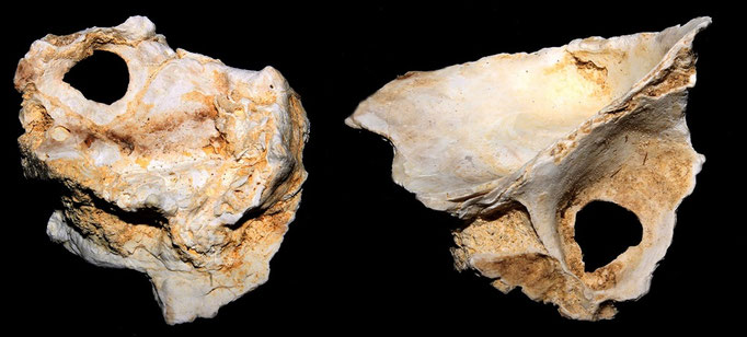 Ostrea edulis, calcareniti di Tarquinia (VT)