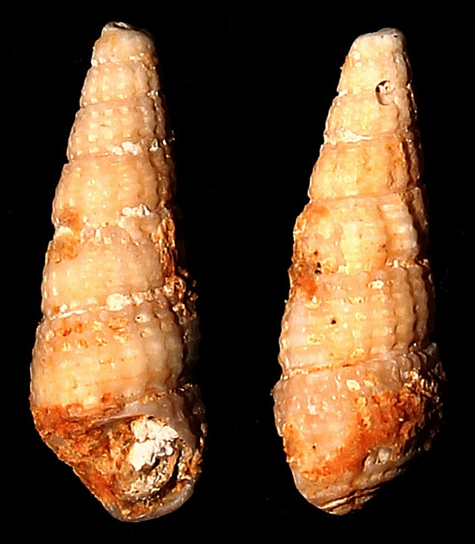 Bittium latreilli, Sant'Agostino (Civitavecchia, RM)
