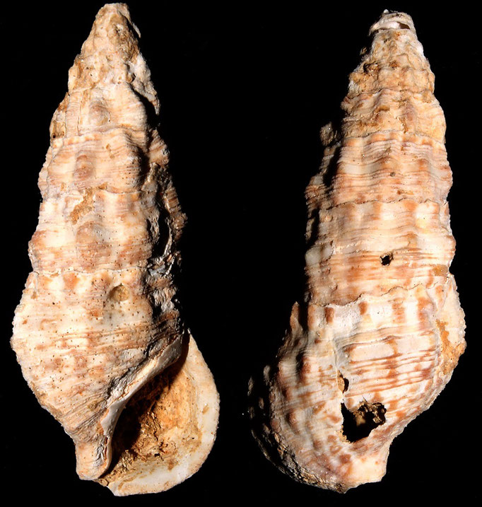 Cerithium vulgatum, Macchia della Turchina (Monteromano, VT)
