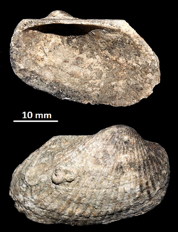 Anadara darwini, Macchia della Turchina (Monteromano, VT)