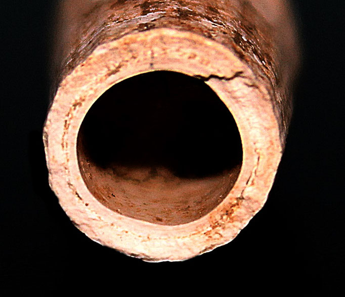 Sezione di Dentalium rectum, Quattro Castella (RE)